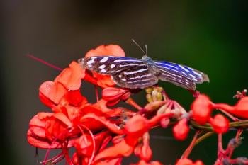 Butterfly Garden, Monteverde, Costa Rica